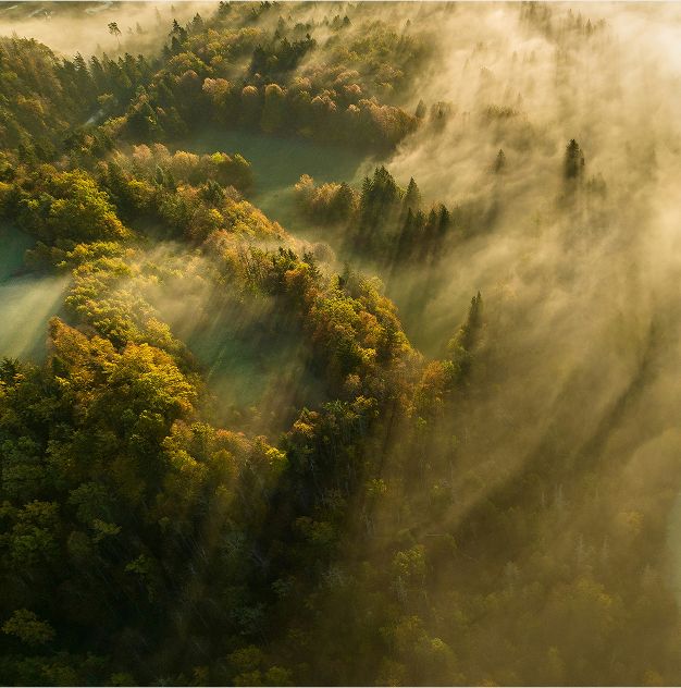 Mountain forest landscape with morning fog